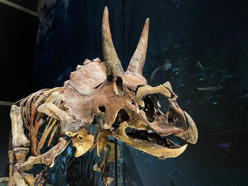 triceratops dinosaurus
