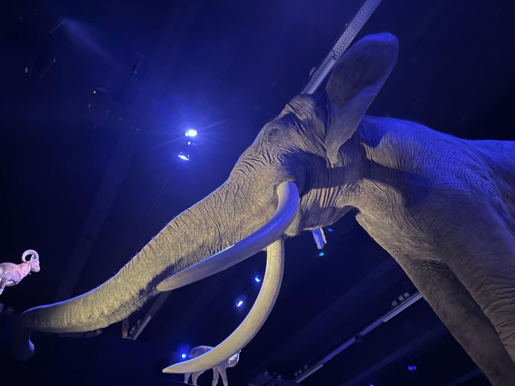 olifant opgezet museum