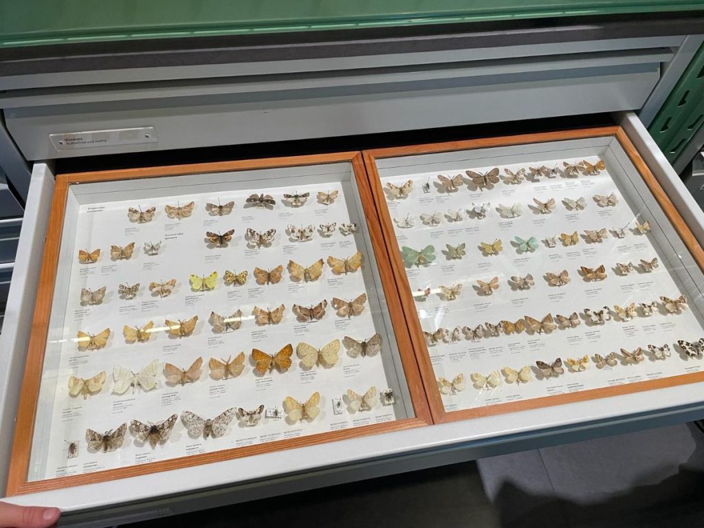 naturalis