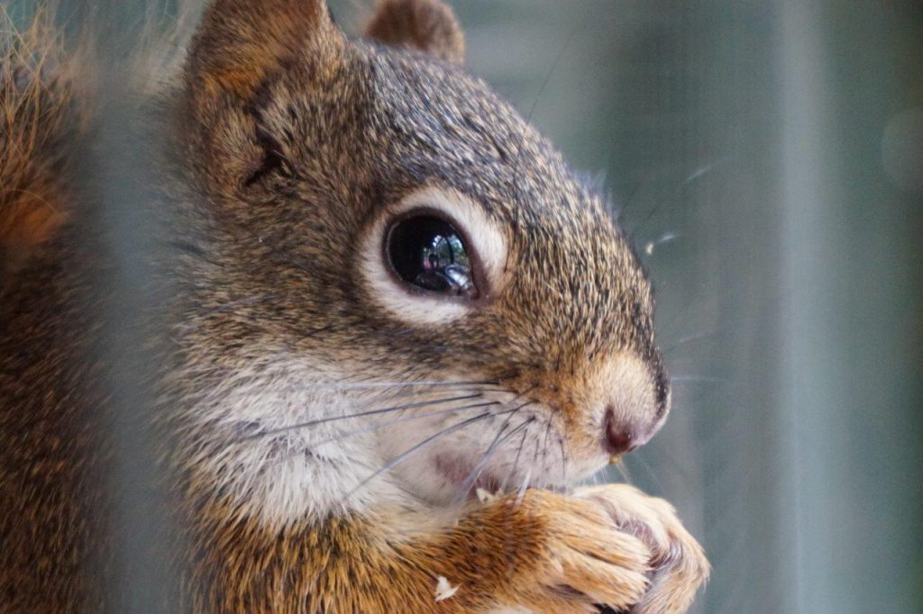 schattige eekhoorn close up, knaagdier