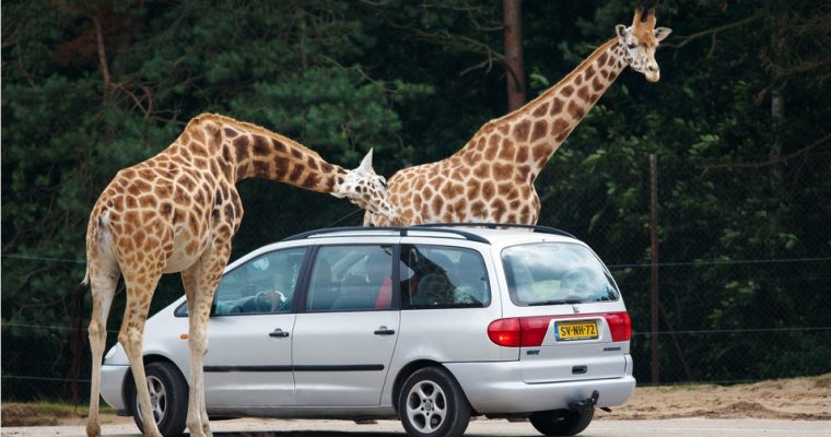 Safaripark Beekse Bergen – een safari in Nederland