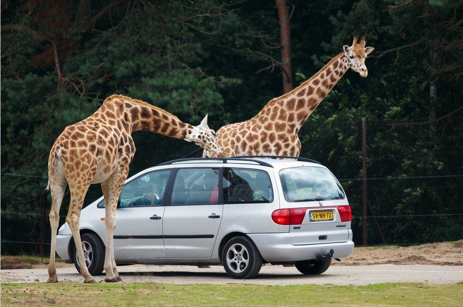 Safaripark Beekse Bergen