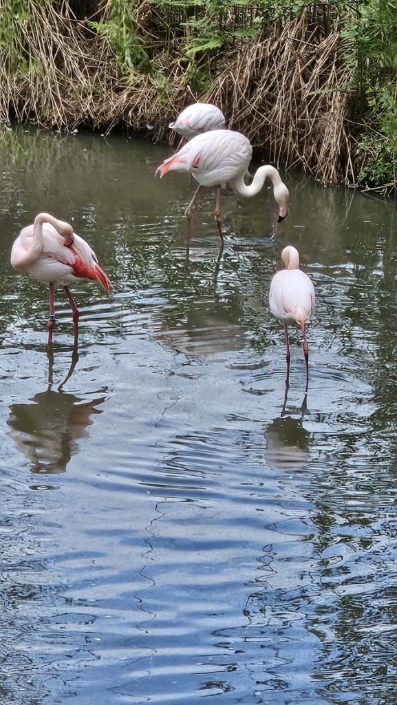 flamingo's