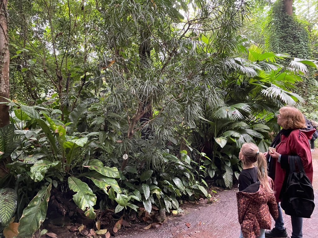 kijken naar de groene natuur