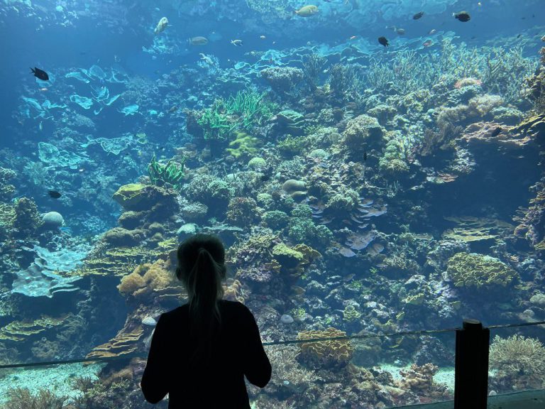 Dierentuinen in Nederland - een overzicht - Uitstapjes In Nederland