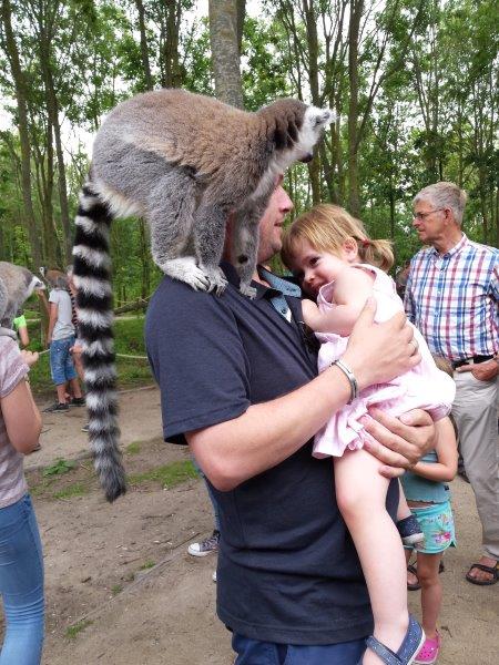 aap op schouder meisje kind ringstaartmaki dierentuin apen