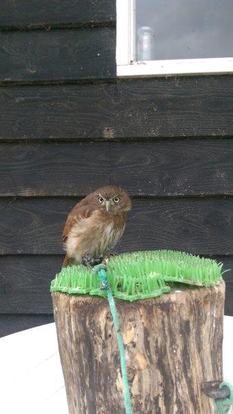 roofvogel roofvogelshow landgoed hoenderdaell