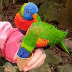 pantropica lori's voeren papegaai op hand