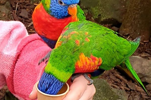 Pantropica, een dagje uit met kinderen in de jungle