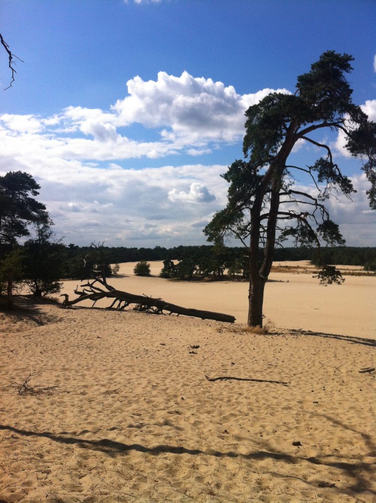 loonse en drunense duinen