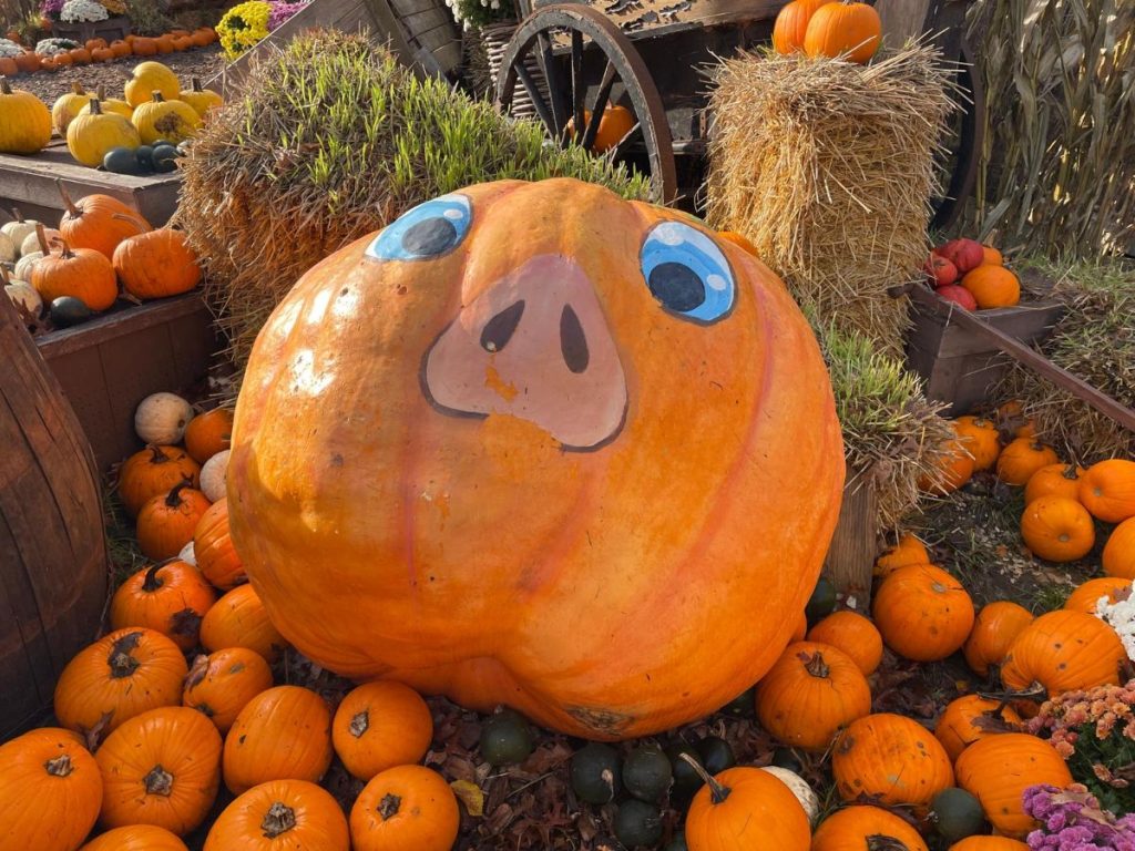 pumpkin farm toverland halloween pompoen