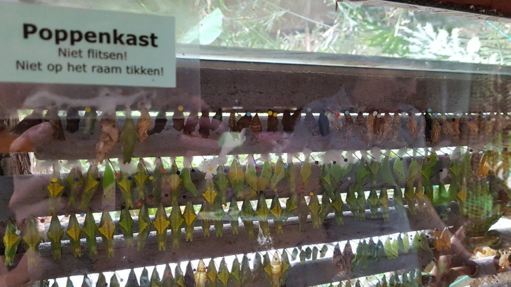 poppenkast rupsen pop vlinder