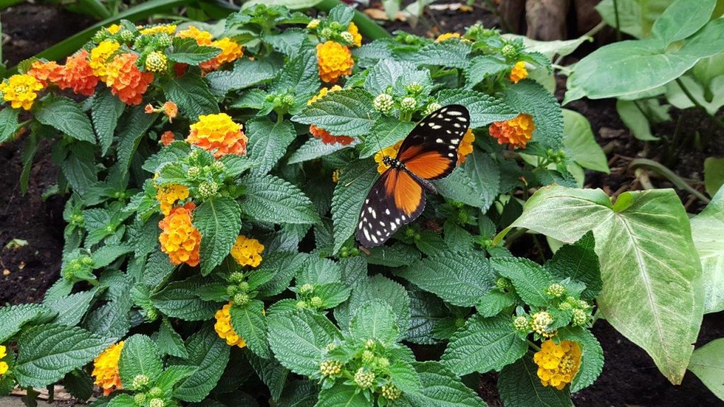 vlinder in vlindertuin