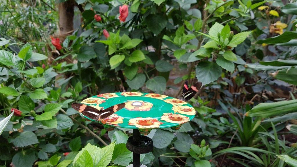 vlinders aan de vliet