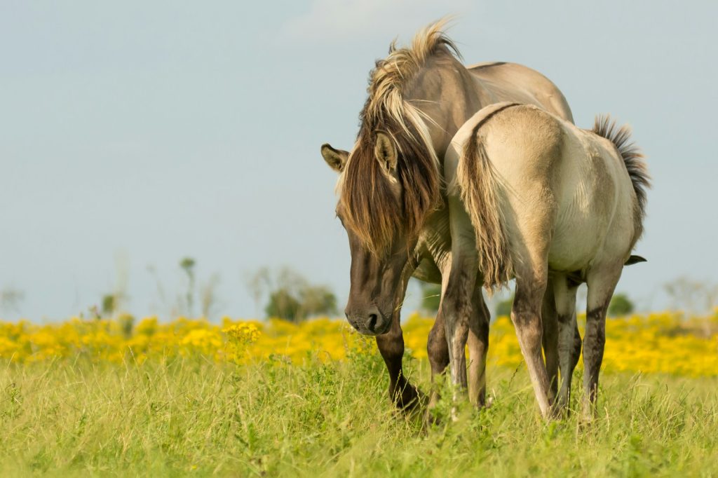 two white horse on the field Oostvaardersplassen