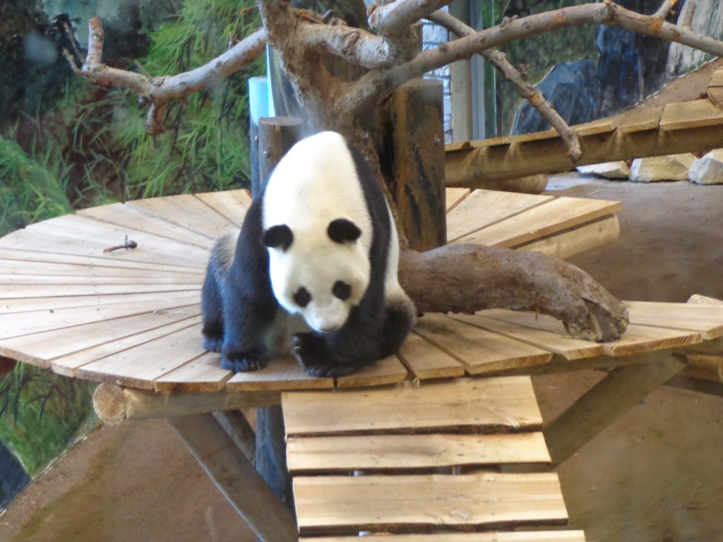 10 leuke uitstapje met kinderen in Utrecht Ouwehands dierenpark Rhenen reuzenpanda