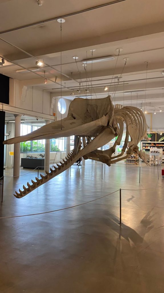 skelet blauwe vinvis dino