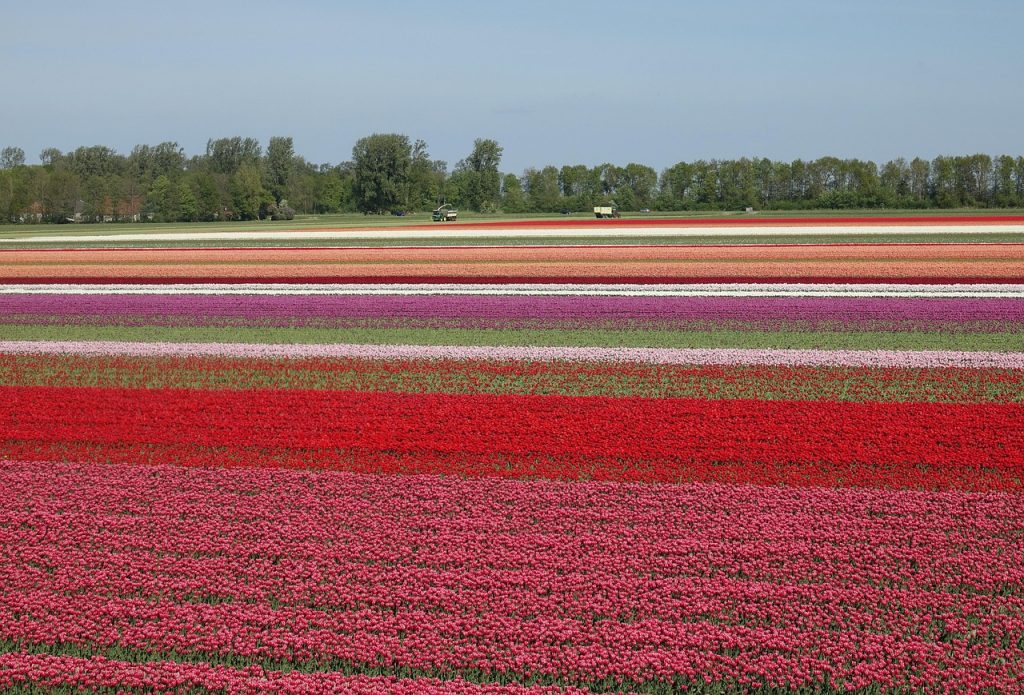 tulips, tulip field, red, netherlands, bulb, nature, polder, bloom, holland, colorful Bollenstreek verkennen 