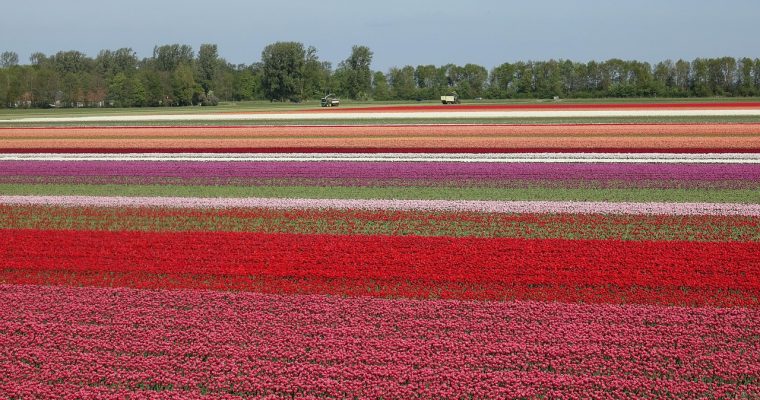 Verken de Bollenstreek (op een fiets!)