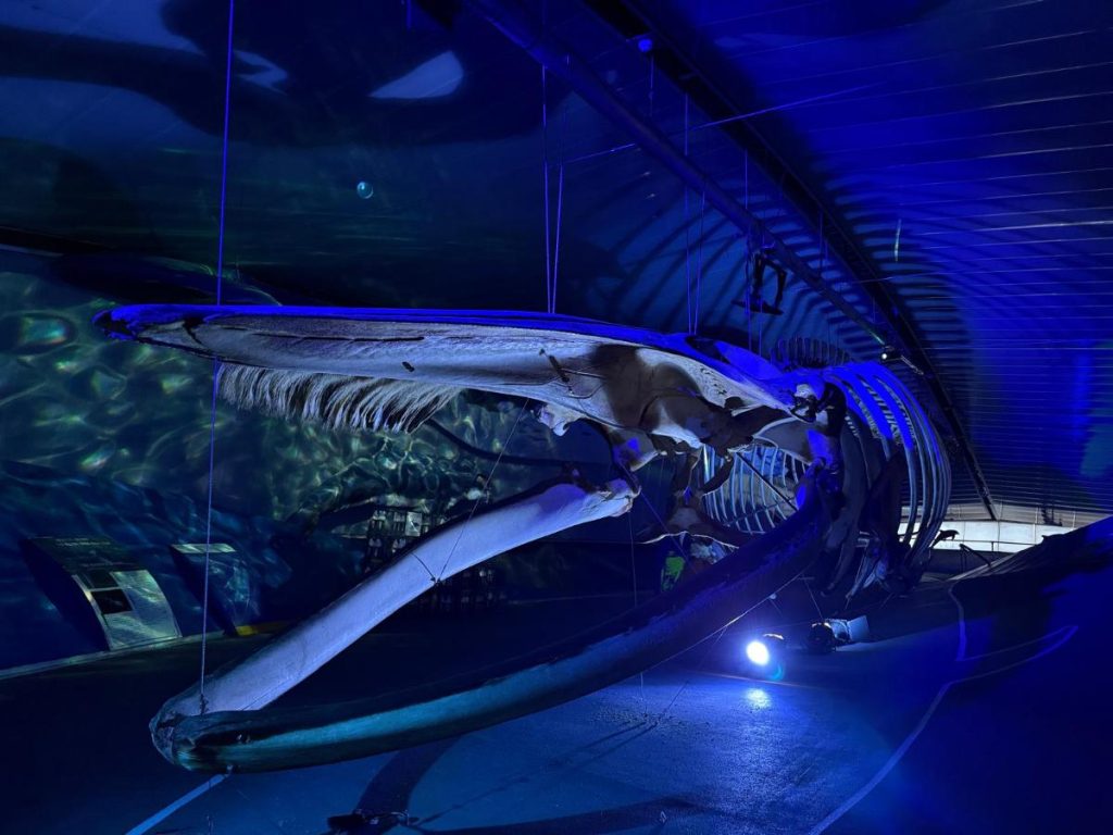 skelet walvis