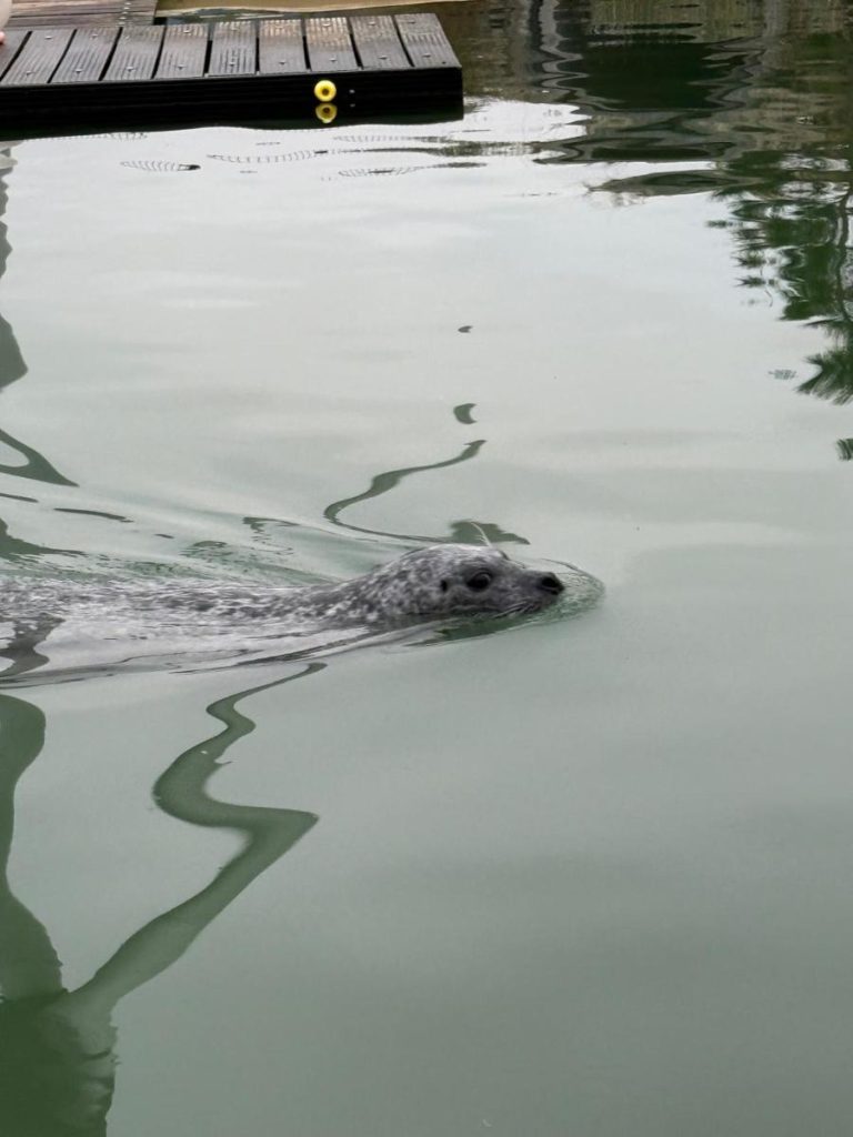zeehond
