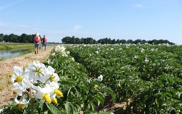Ontdek het Pieterpad: tips voor je wandelavontuur