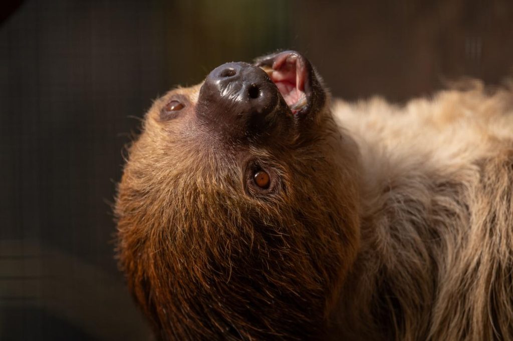 yunka wildlands emmen dierentuin luiaard