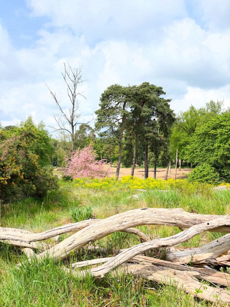 natuur safari dierentuin
