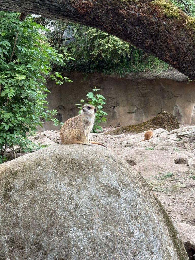 stokstaartje burgers zoo arnhem