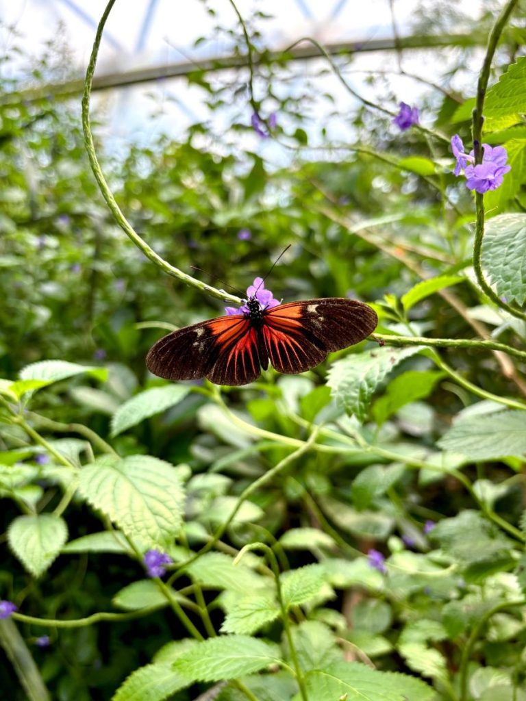 vlinder burgers' zoo arnhem