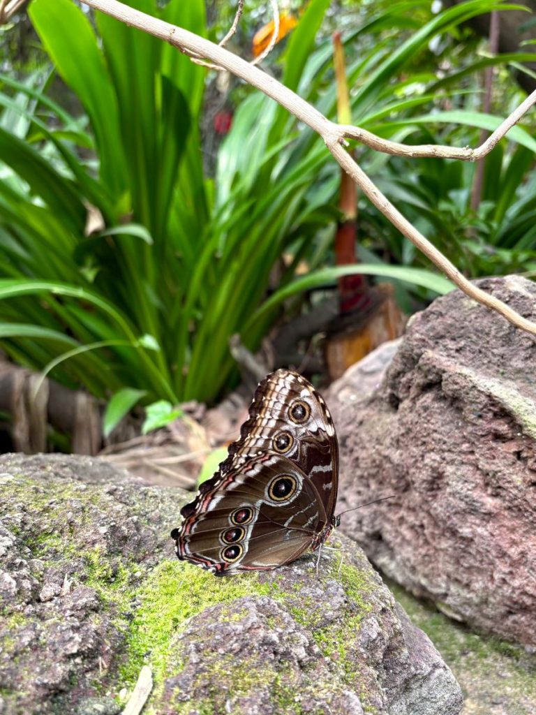 vlinder