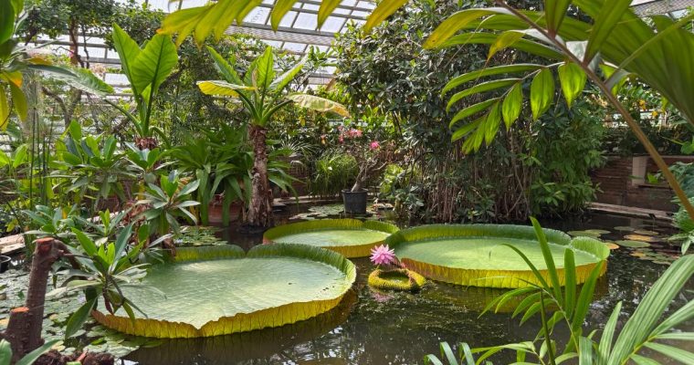Hortus Botanicus Leiden: een verborgen oase in Leiden