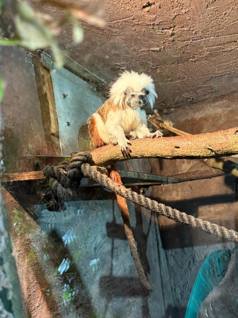 aap Dierenpark De Oliemeulen