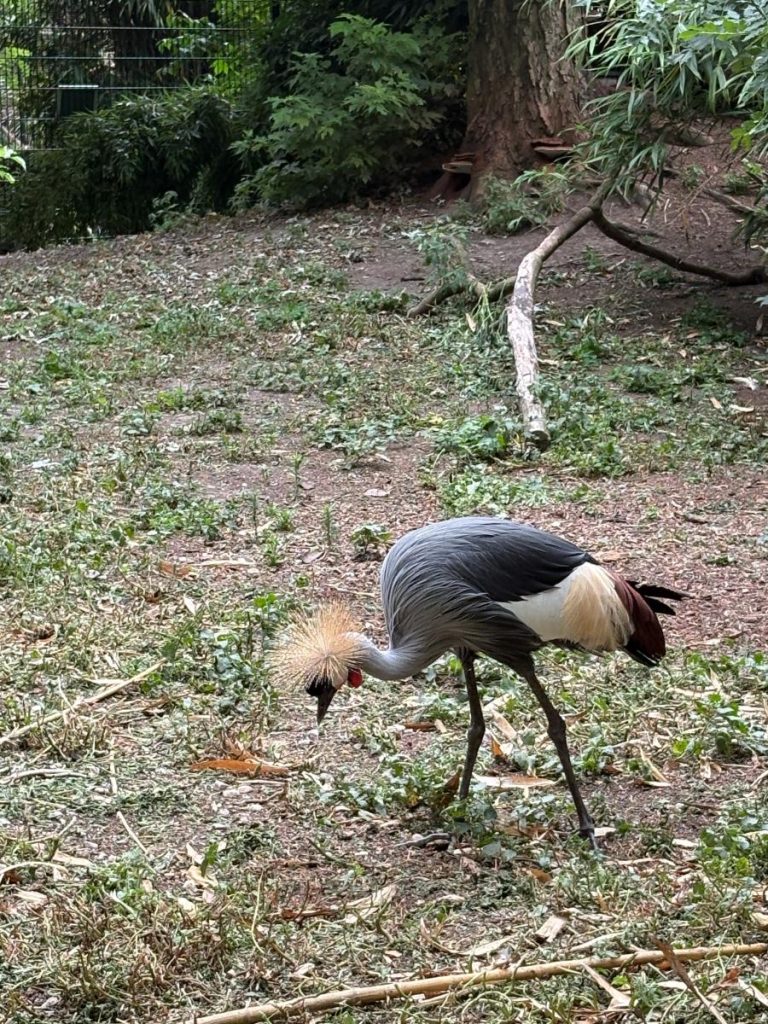 vogel