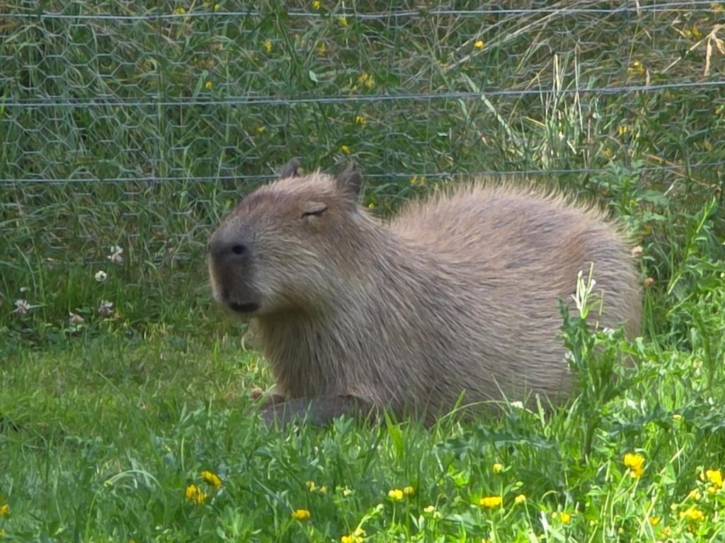 capibara's bij Hof van Eckberge