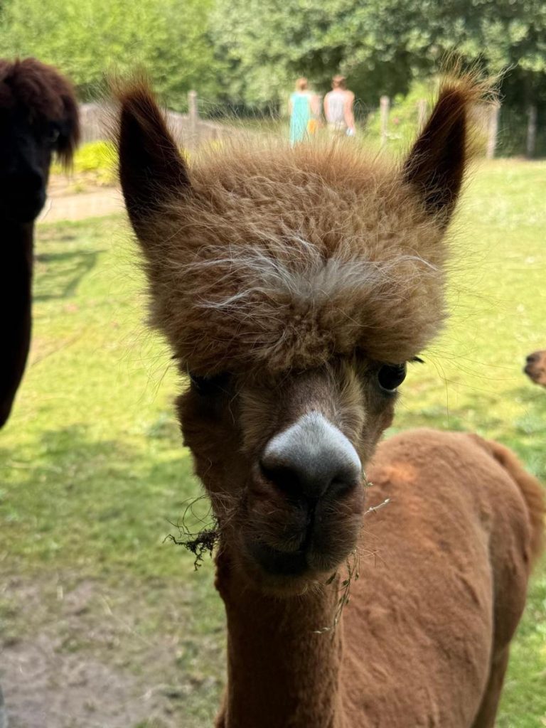 alpaca