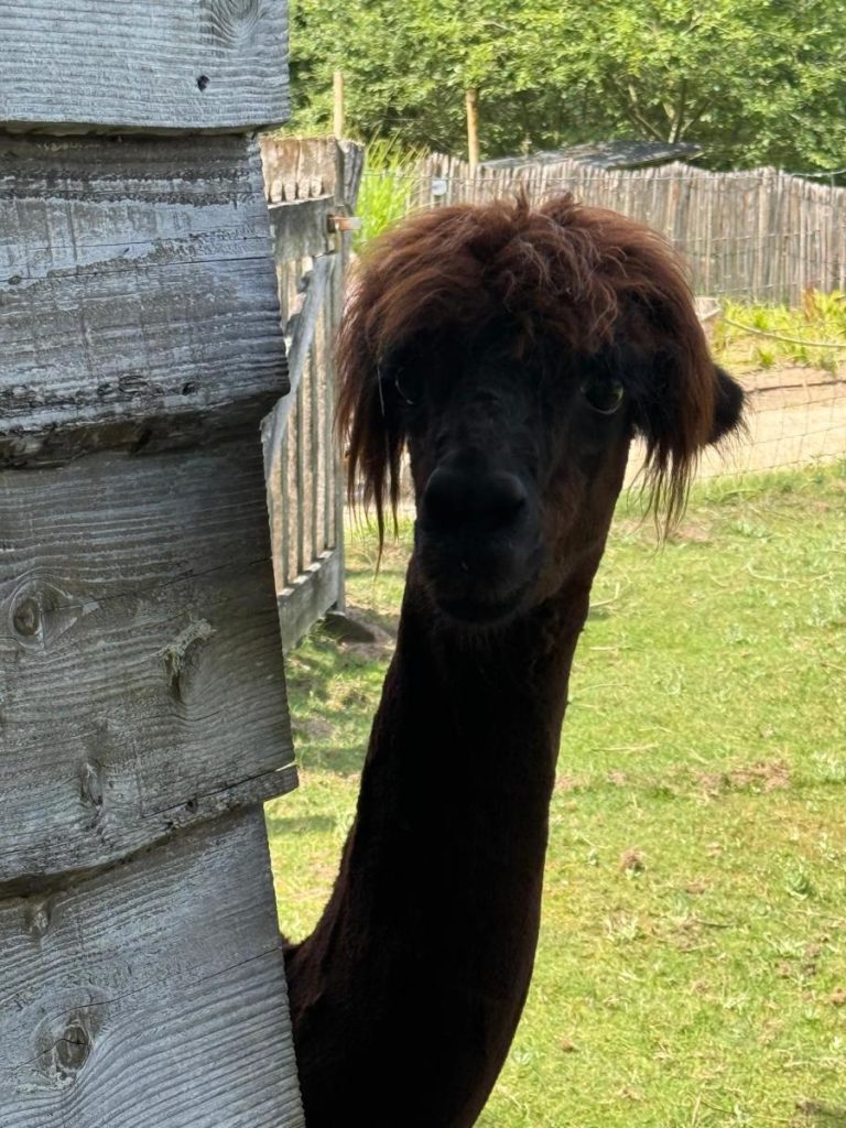 alpaca